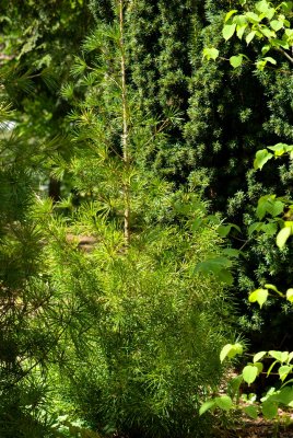 Sciadopitys verticillata - pajehličník přeslenatý, deštníkovec - celek